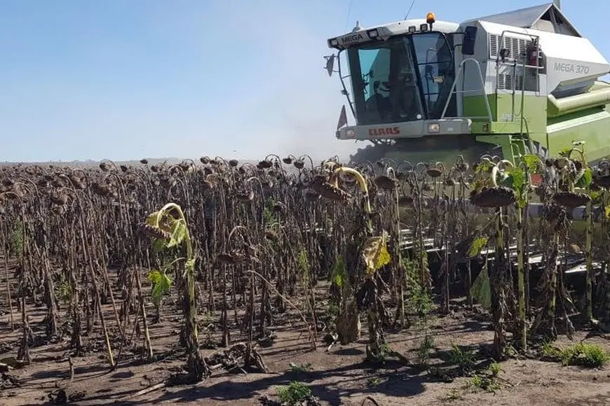 La campaña de girasol sigue dando buenas noticias. Foto: El Litoral