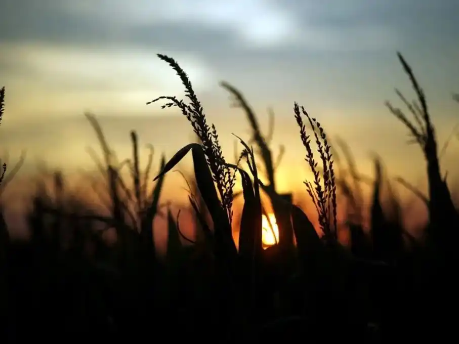 Se esperan lluvias por encima de lo normal en la región del Trópico y el noroeste de Argentina.
