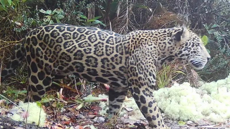 Este hallazgo representa un hito para la conservación en una región donde la especie enfrenta graves amenazas.