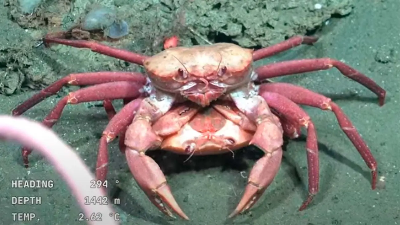 La expedición submarina se transmite en vivo y causa furor.