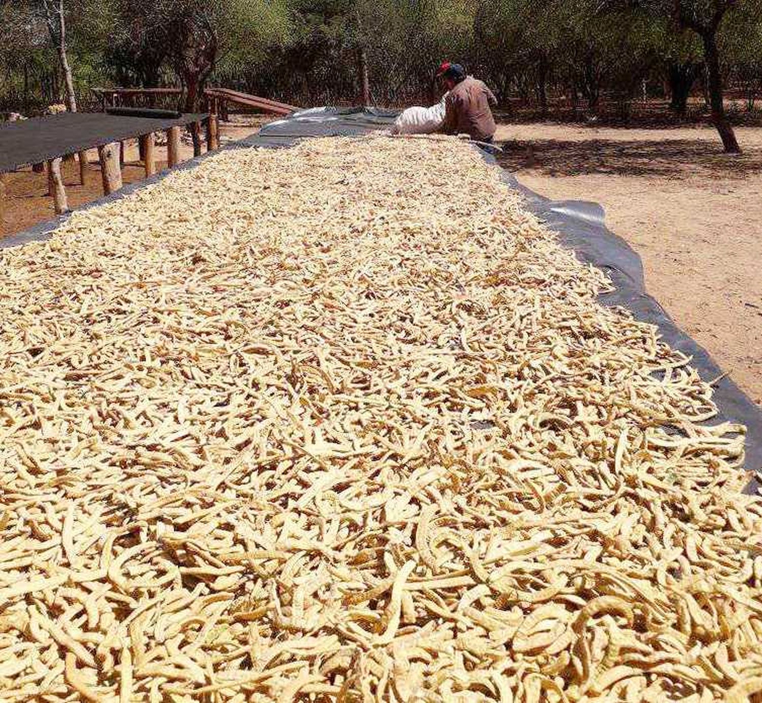 El Potrillo: más de 700 familias se dedican 
a la cosecha de chauchas de algarroba