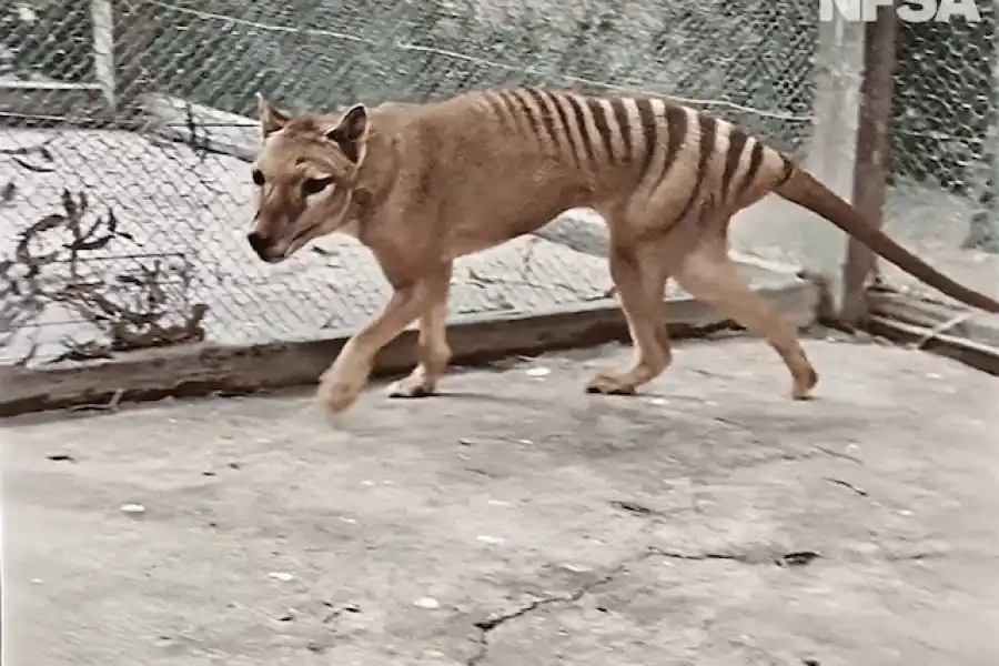 El tigre de Tasmania podría volver a la vida después de casi 100 años extinto