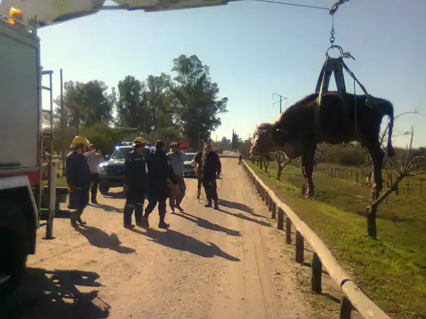 Bomberos rescataron una vaca empantanada
