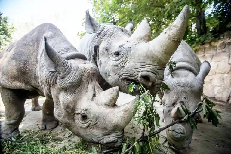 Los cazadores furtivos matan a 24 rinocerontes, en dos semanas, en Sudáfrica