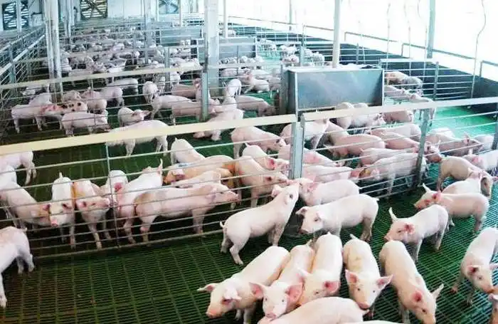 El sector porcino preocupado por la paralización  de frigoríficos