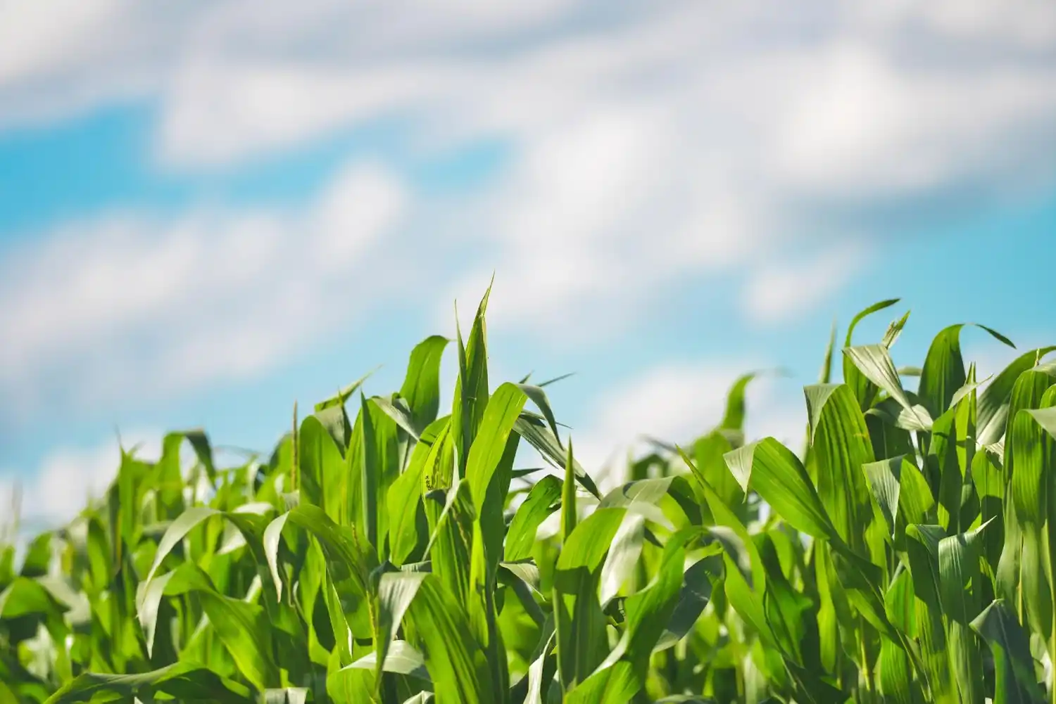 Nutrir el maíz es productivo, rentable y sostenible