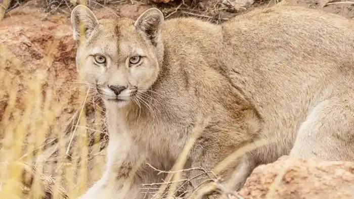 El puma, un animal disputado  entre ambientalistas y ganaderos