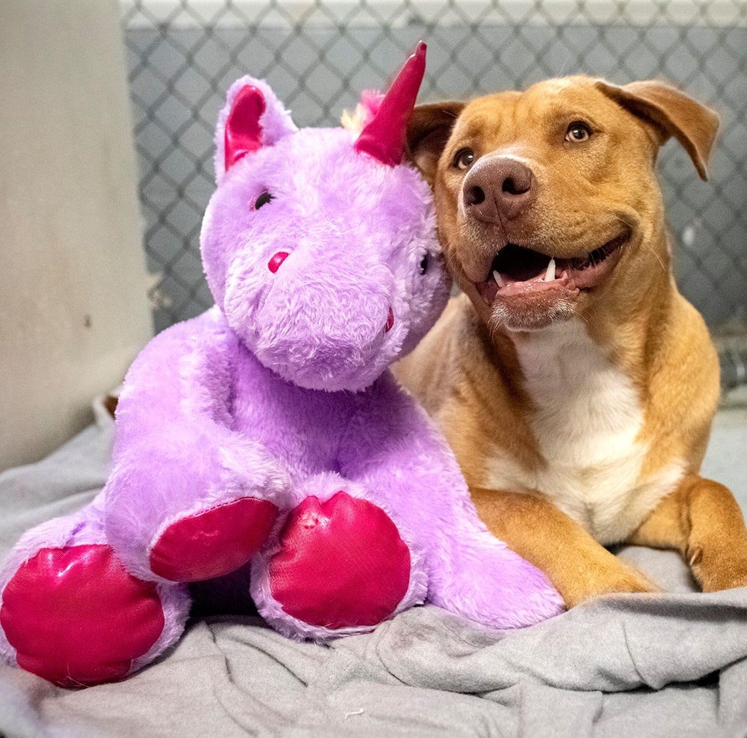 Un perro robó cinco veces un unicornio hasta que se lo terminaron comprando
