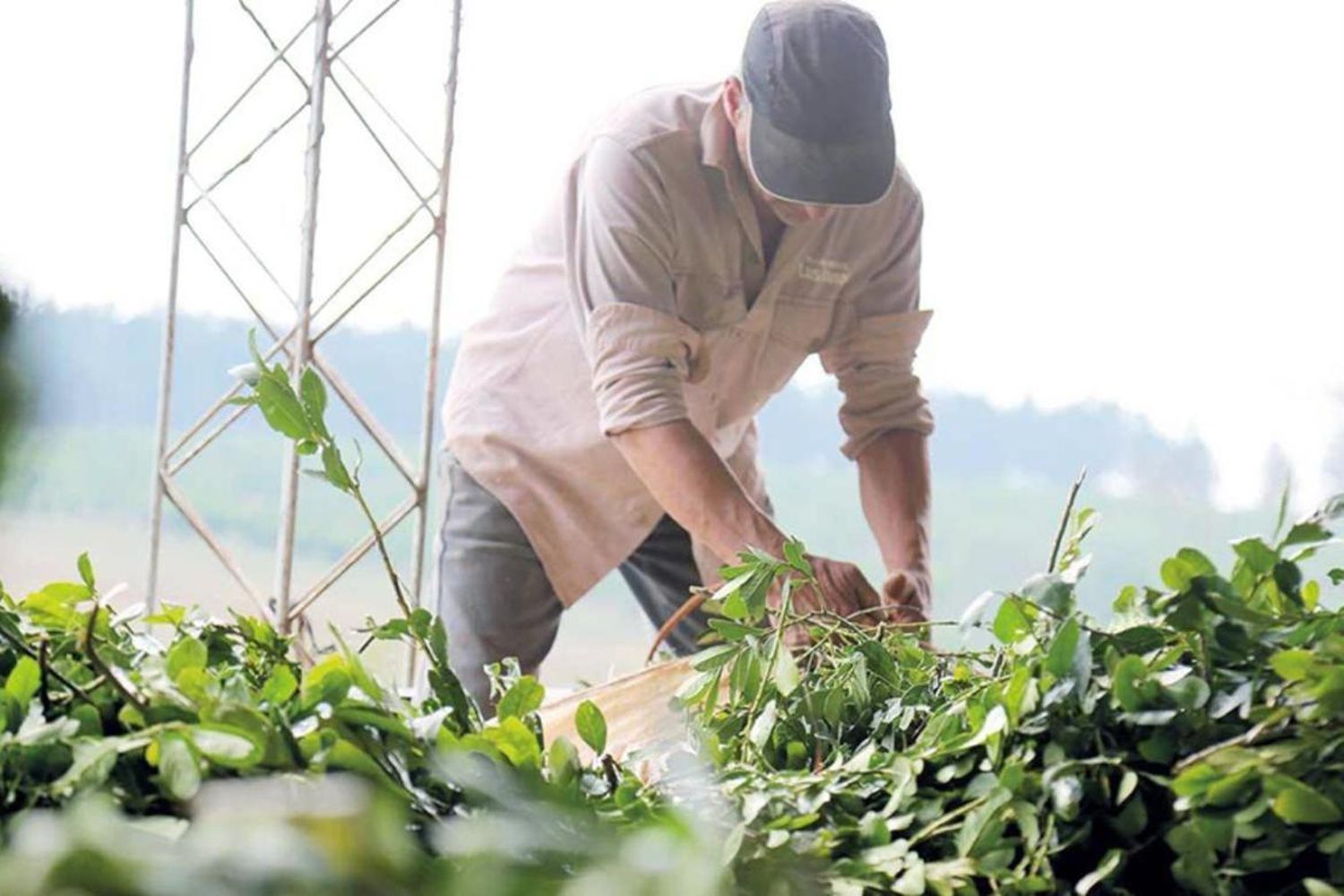 Piden adherir al Decreto que compatibiliza planes sociales con trabajo rural registrado