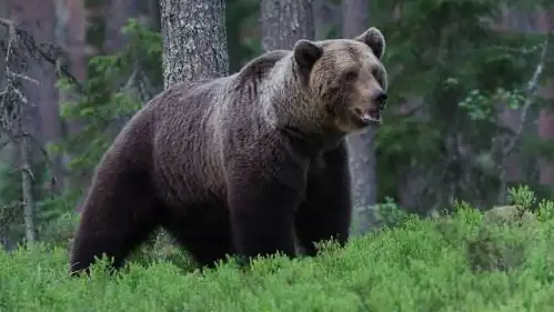 Oso Pardo.
