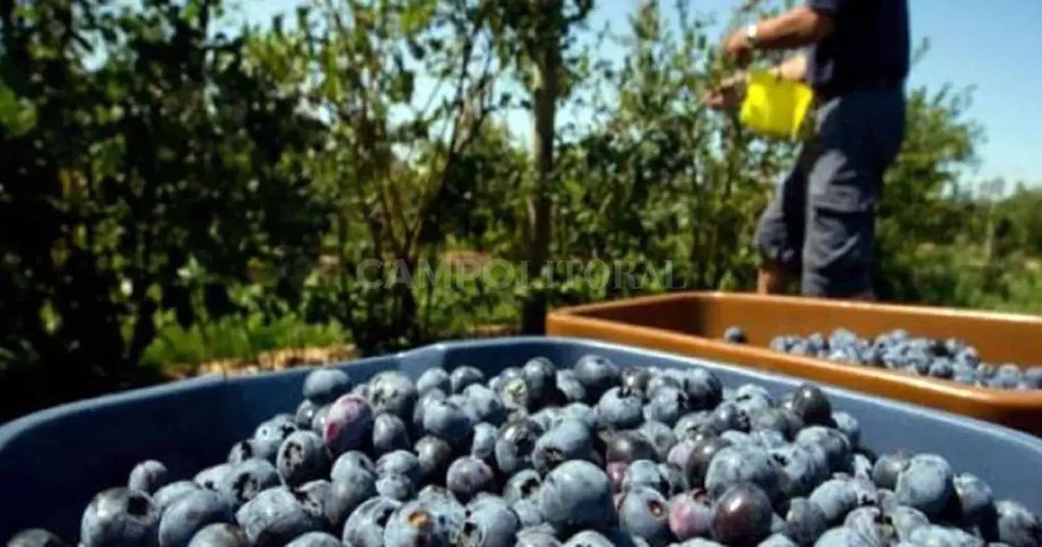 Productores de arándanos no resisten y abandonan la actividad