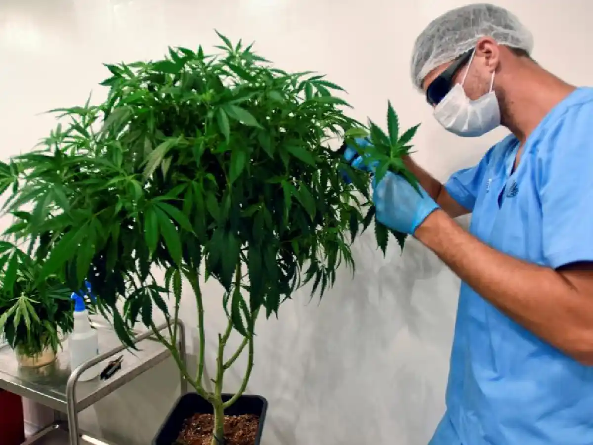 Estudio asegura que el cannabis sería 30 veces más potente que la Aspirina para aliviar dolores