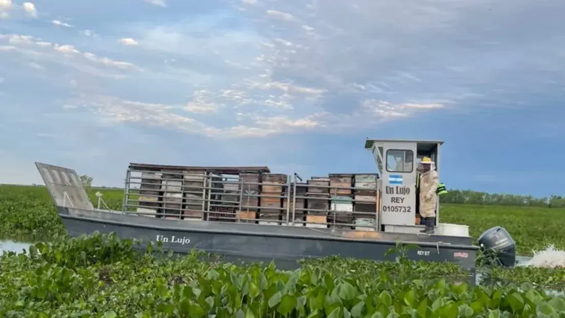 Productores apícolas evacúan miles de colmenas ante la crecida del río Paraná