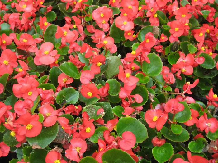 begonias - 3
