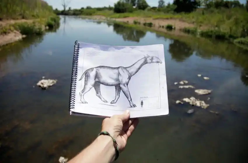 Se realizó un hallazgo paleontológico de Macrauchenia