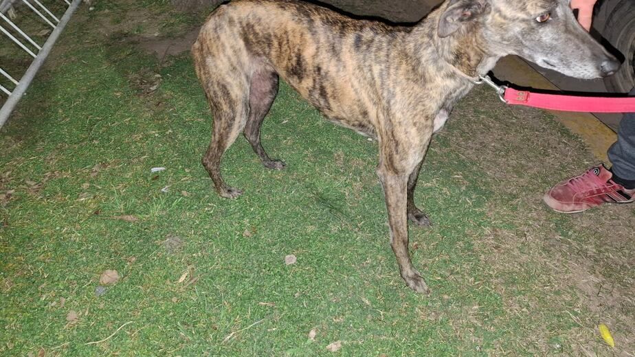 El perro recuperado (Foto: prensa Policía de Córdoba)