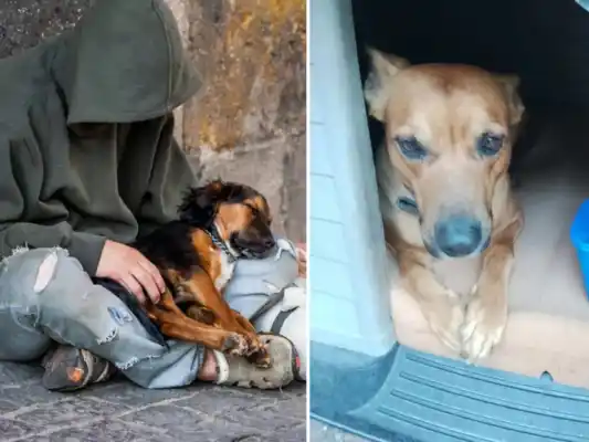 Tenía EPOC, neumonía y el corazón débil. Pero su única preocupación era que su perro no quedara solo.