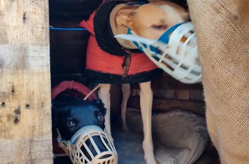 Organizaban peleas ilegales de perros en el Hipódromo