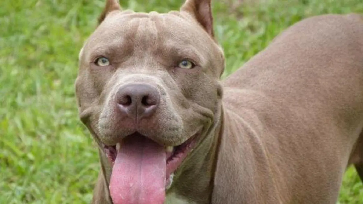 Pitbull mató a una niña de 2 años en Caldas