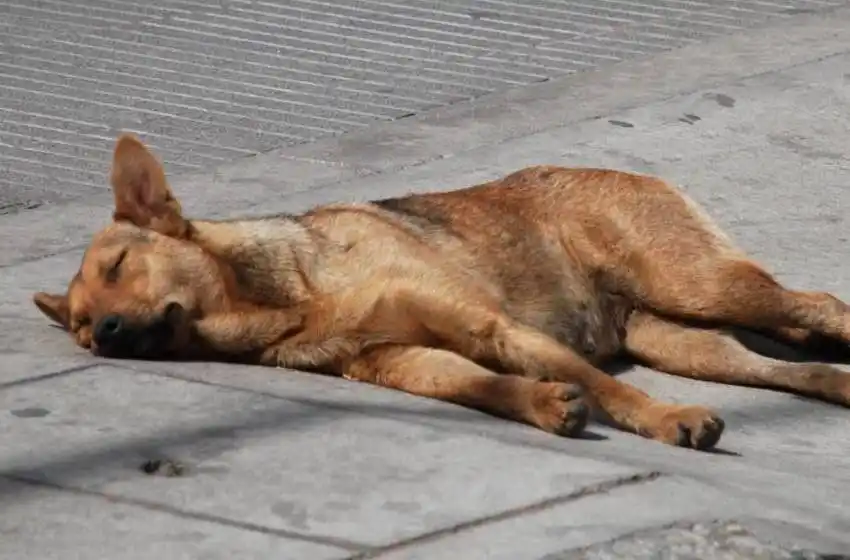 Dos detenidos luego de ser denunciados por arrastrar a un perro desde un moto