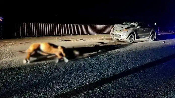 Un caballo suelto casi provoca una tragedia en una ruta turística de Entre Ríos