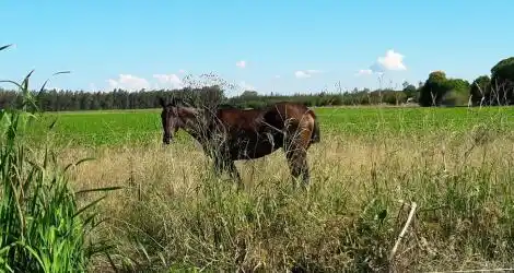Corrales en la ruta