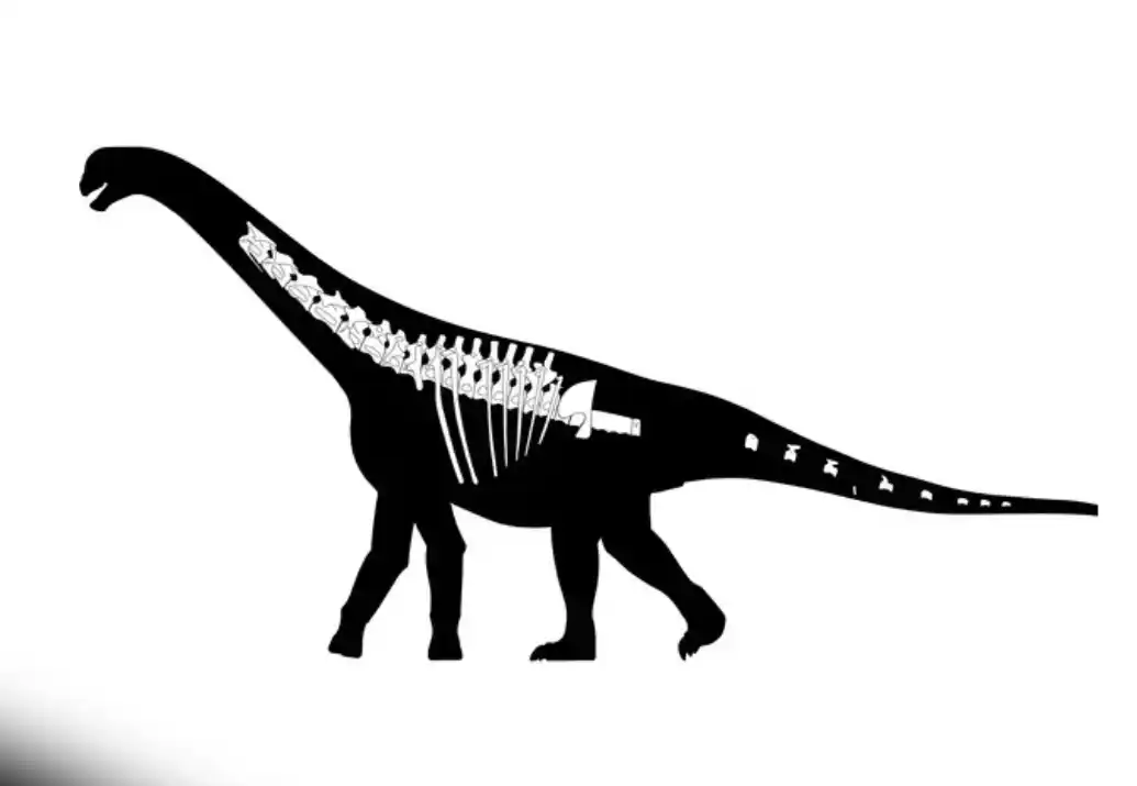 Bicharracosaurus. Foto: Agencia NA (PeerJ / Scott Hartman)