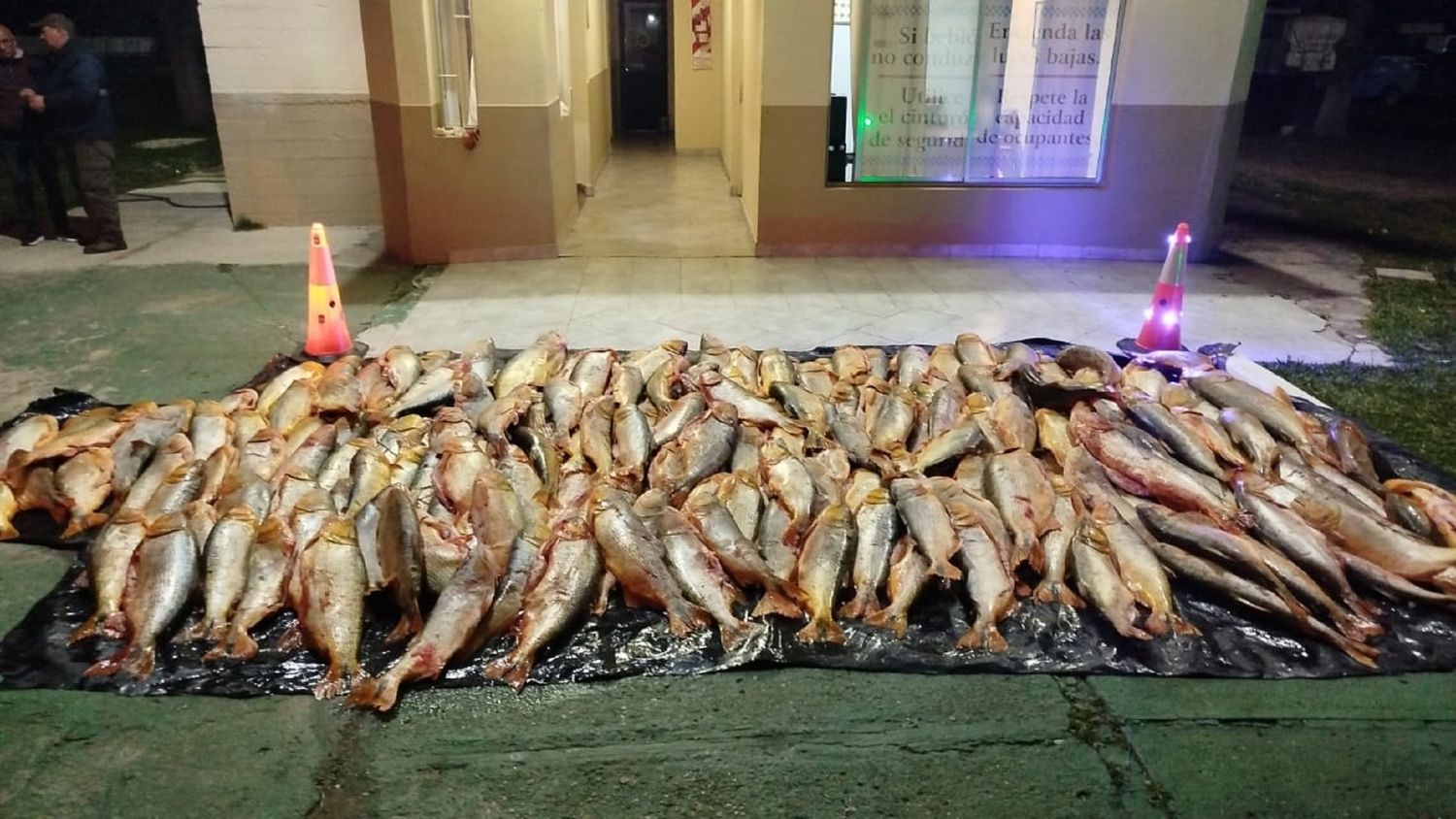Decomisaron mil kilos de dorado transportados de manera ilegal