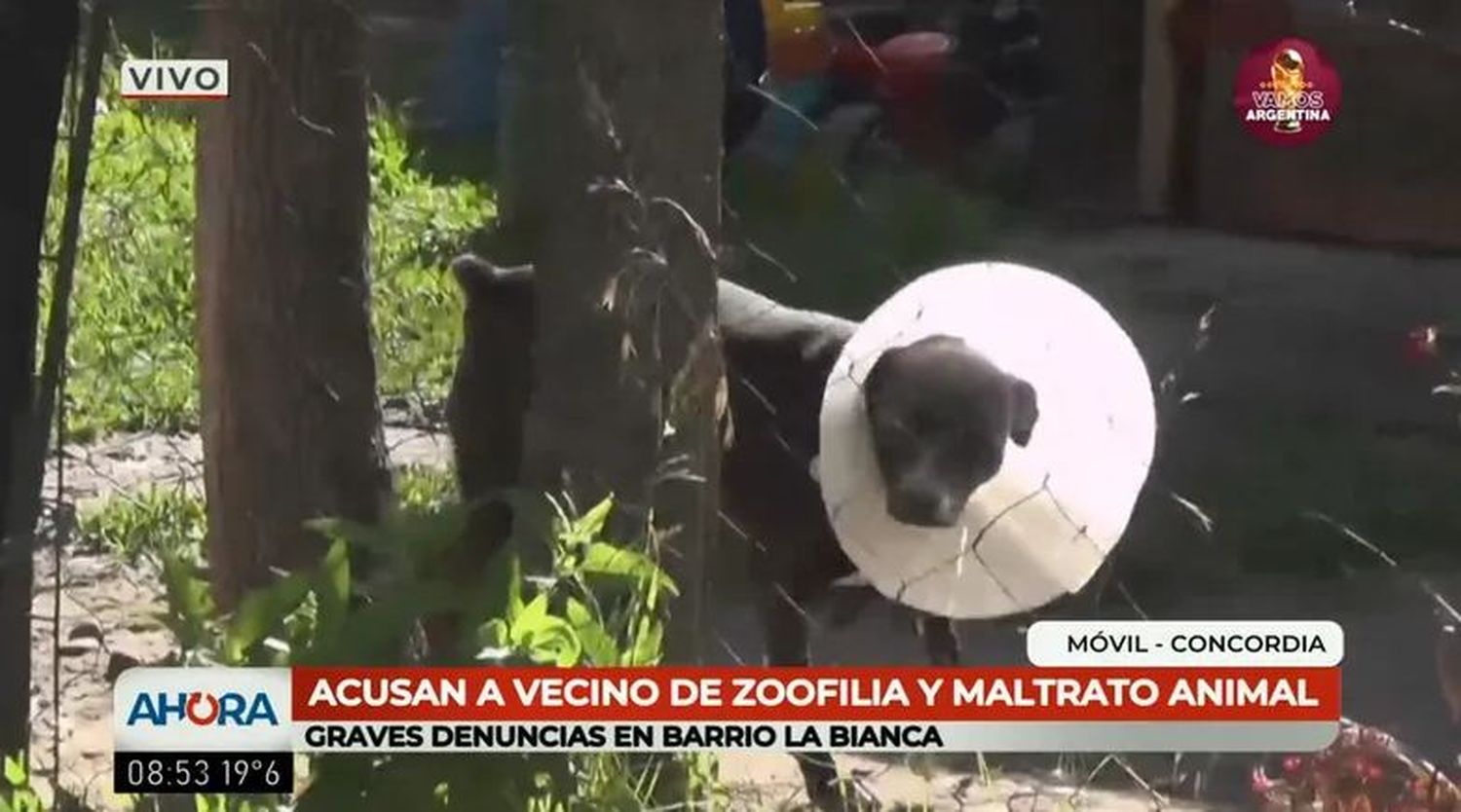 Denuncian que un vecino de drogar y abusar sexualmente de perros