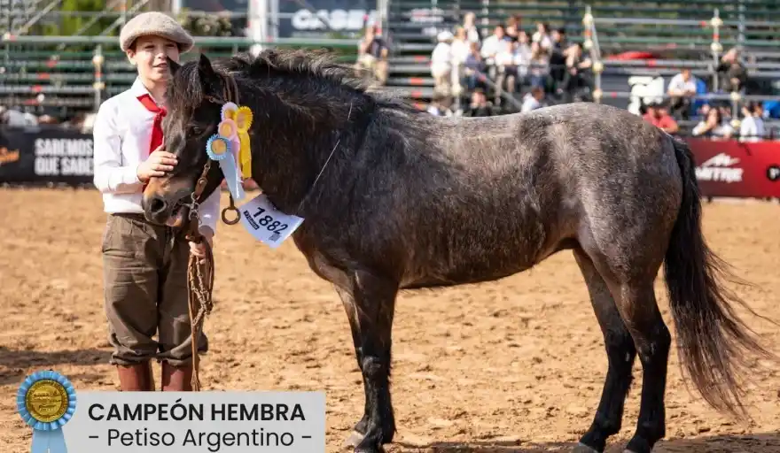 DE MADARIAGA A PALERMO: Tiene 12 años, crió y domó una petisa que se transformó en campeona de “La Rural”