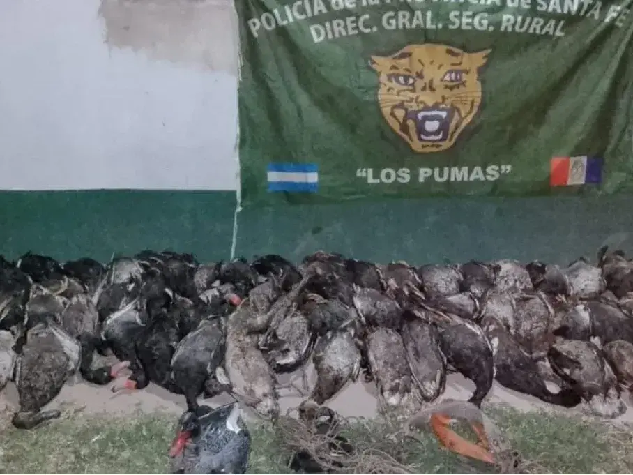 72 PATOS SILVESTRES