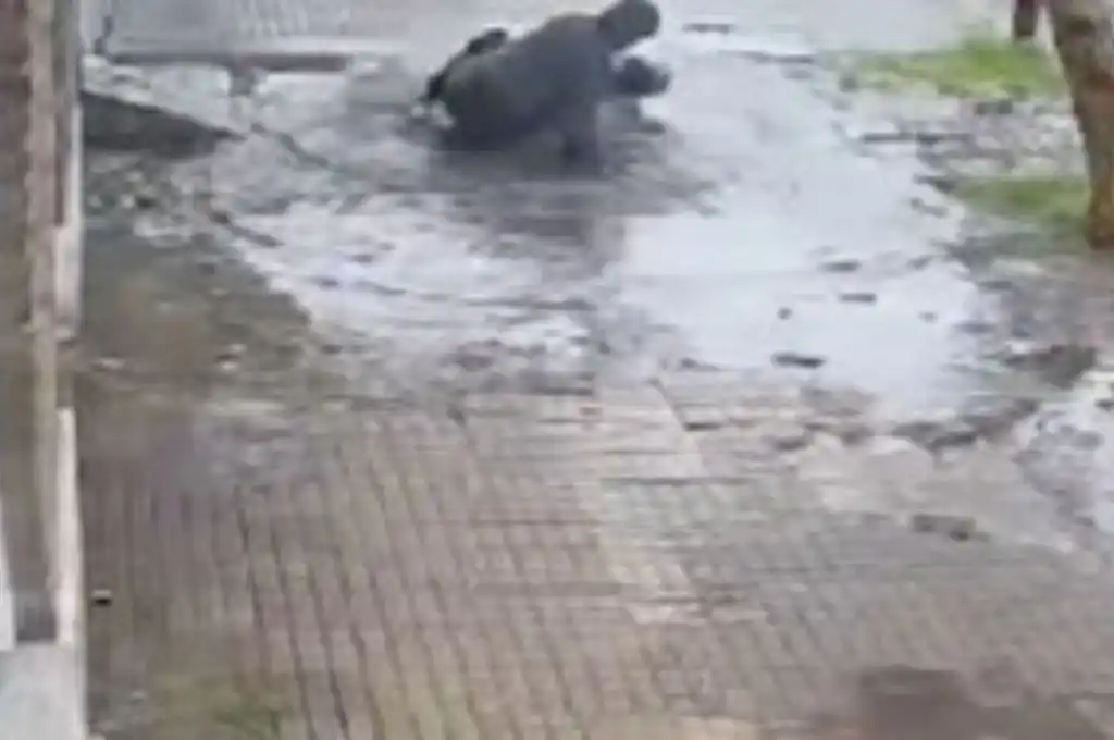 Le hundió la cabeza en un charco para robarle