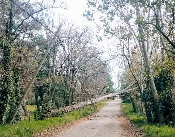 El fuerte temporal de viento derribó carteles y algunos árboles 