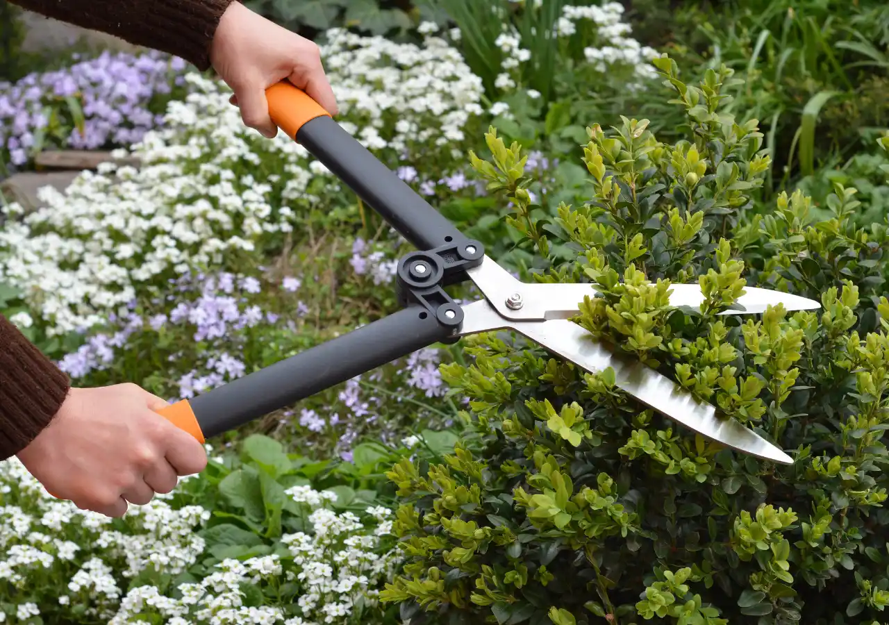 El Rincón del Jardinero - Poda todo el año