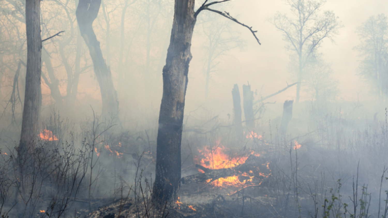 Por qué los incendios forestales en  Patagonia Norte se repiten