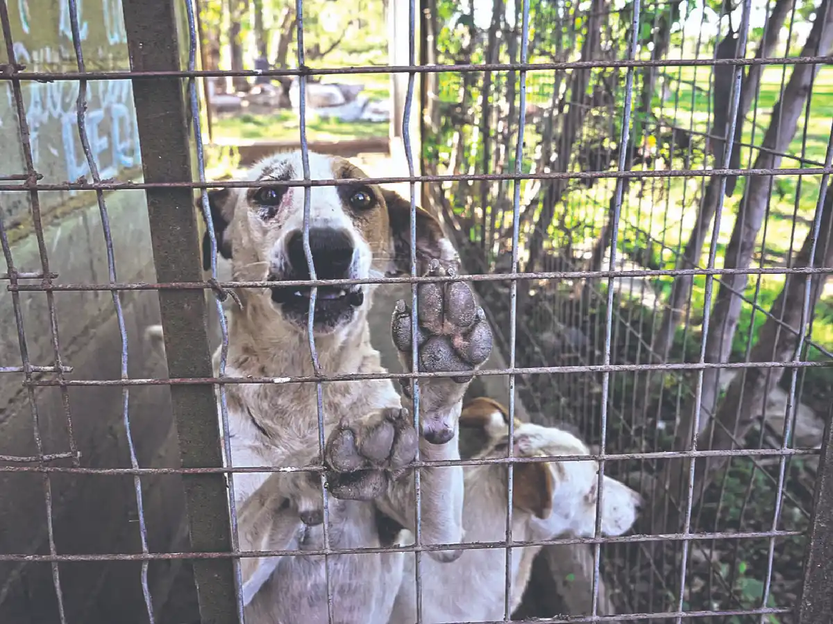 Mascotas: más adopciones y abandono en pandemia