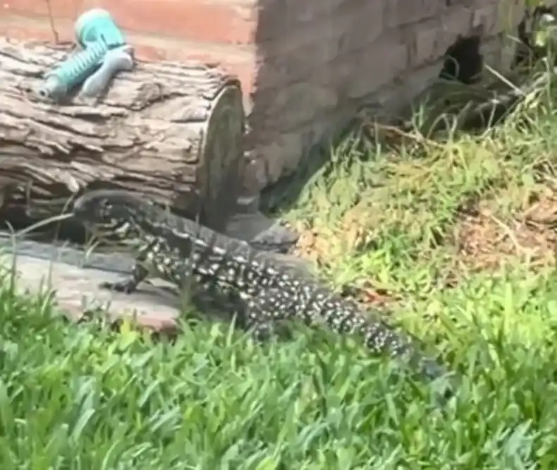 Este lagarto fue captado en el country Pilar del Este.
