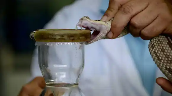 ALERTA SANITARIA por circulación de suero antiofídico FALSO (+Comunicado)