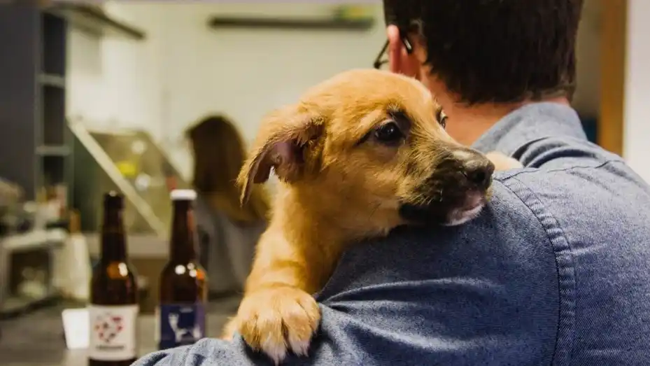 Conocé el ranking de los nombres para perros más populares en Argentina