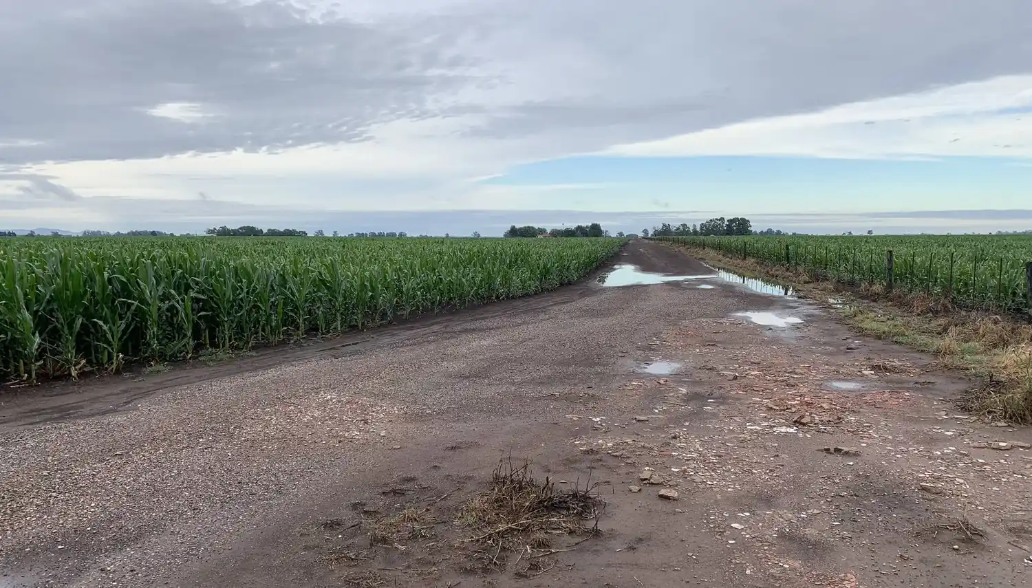 Campaña gruesa: mientras hay lluvia, hay esperanza