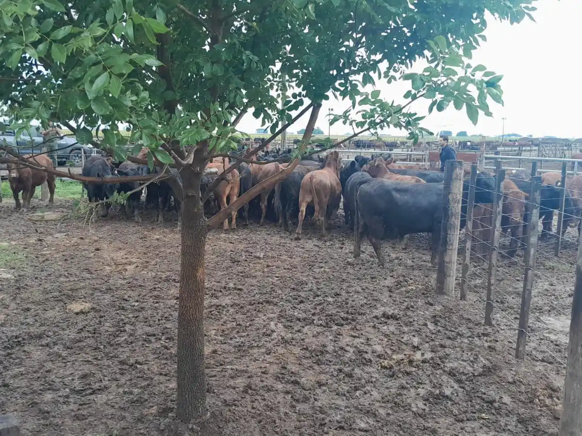 La Policía Rural recuperó 161 vacas que le robaron a un influencer del agro