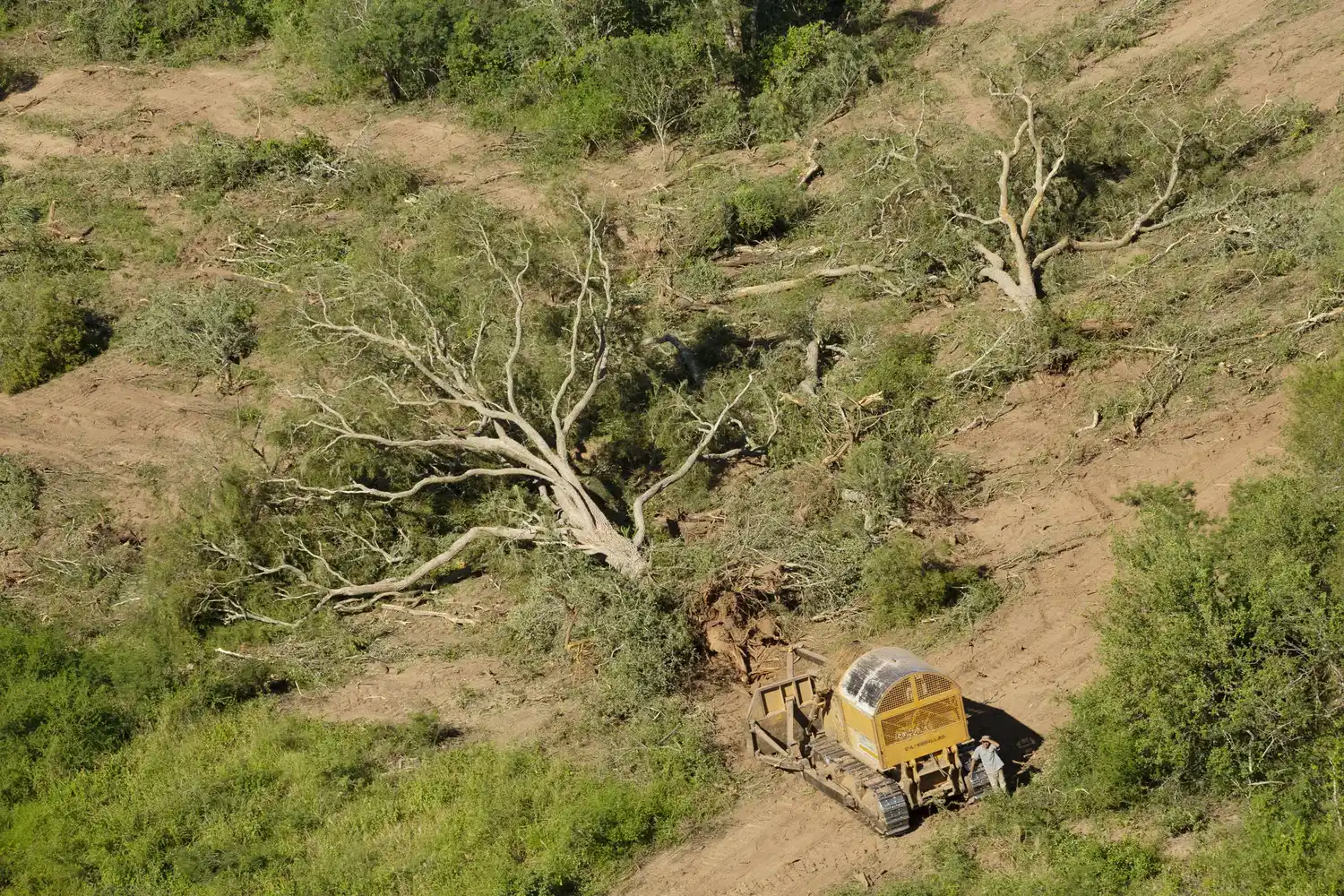 Alertan sobre inconsistencias en los Ordenamientos Territoriales de Bosques Nativos de Chaco y Salta