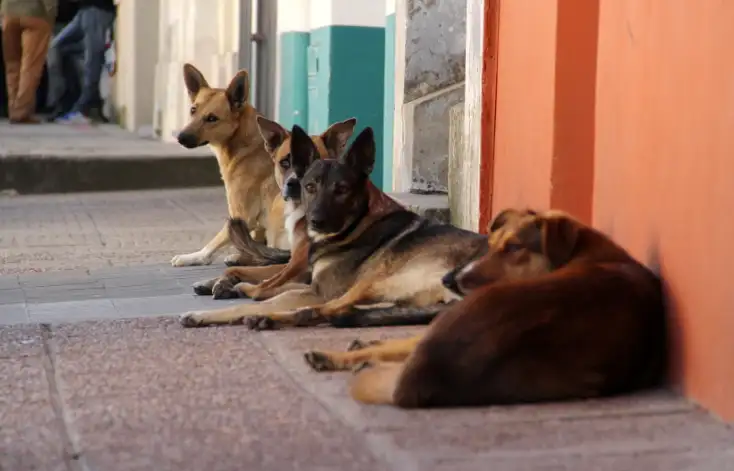 Cómo cuidar a las mascotas en días de frío extremo