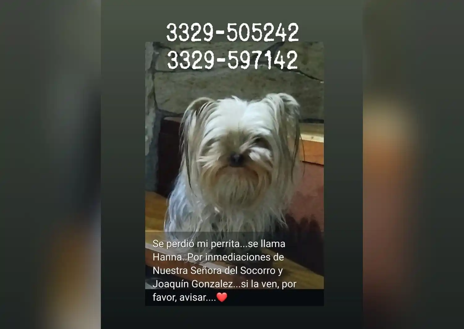Dueños buscan a su perrita Hannah