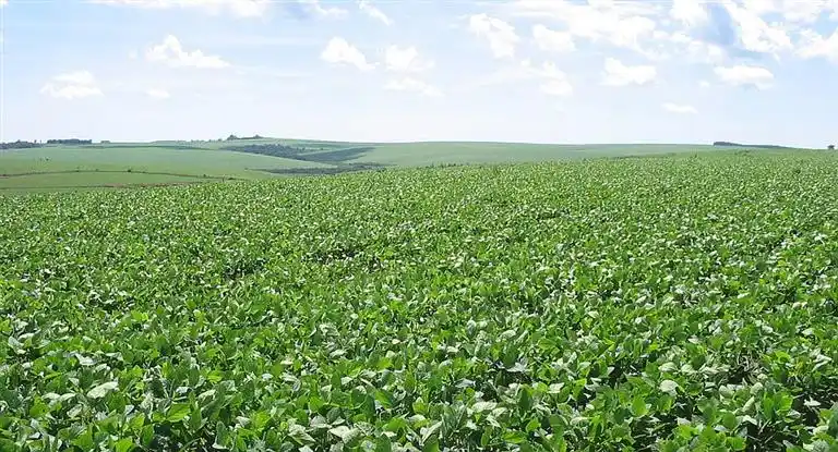 La cosecha de soja va tomando ritmo