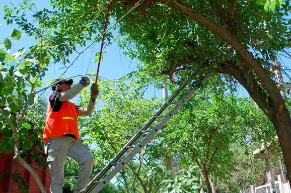 Un proyecto busca el fomento y la protección del arbolado público