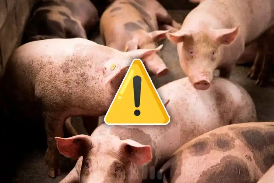 Alerta por un brote de triquinosis en la provincia: “Hay 26 casos sospechosos y ocho confirmados”