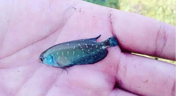 Reserva de Longchamps: Afirman que hallaron peces que resisten a la sequía