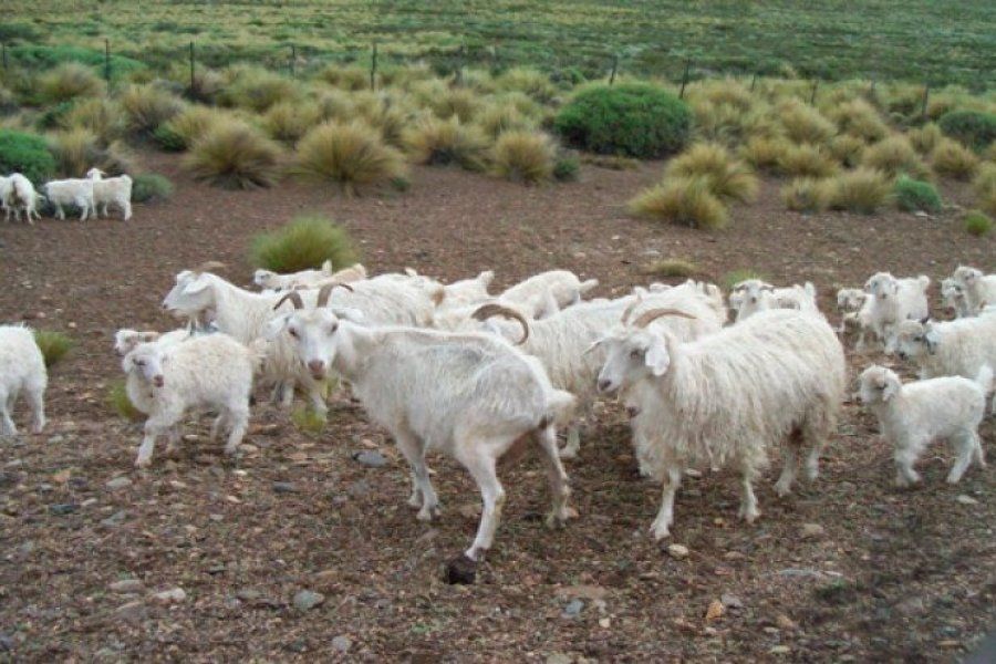 Gran preocupación en la región: robaron 40 chivos, 9 lechones y un cordero