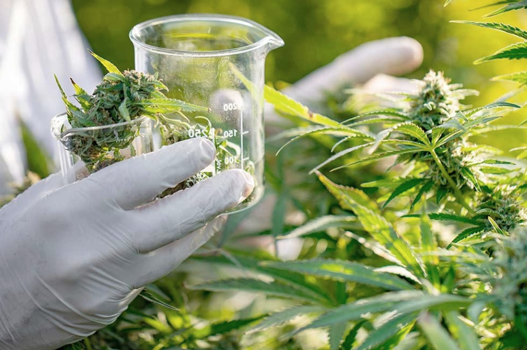 Rosario: dictarán una diplomatura en producción y regulación de cannabis